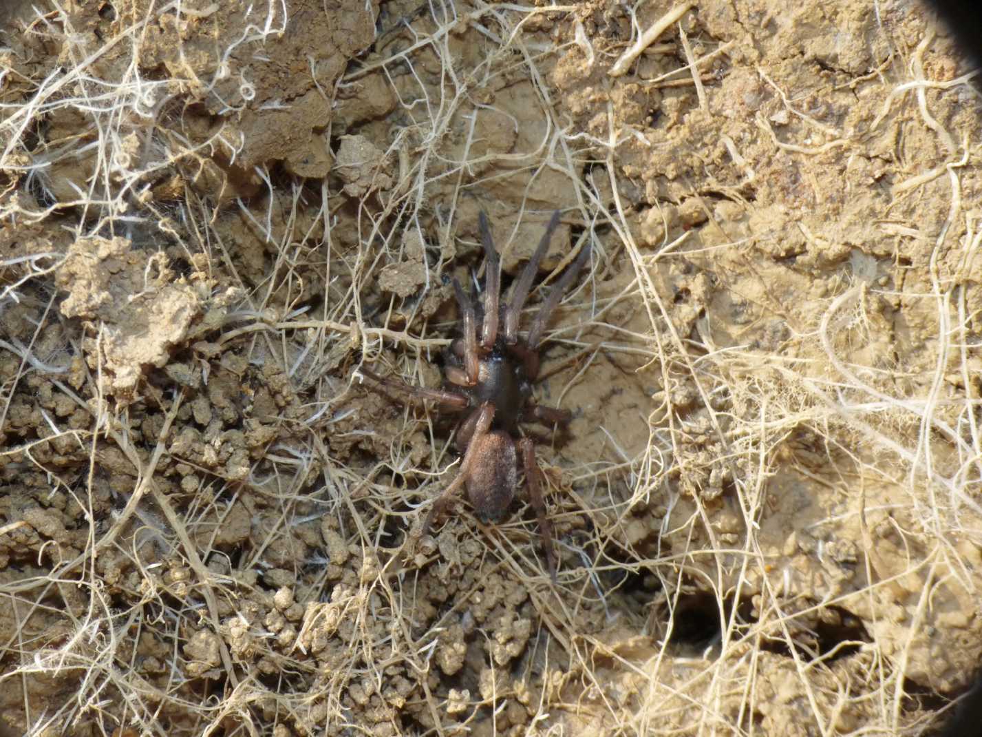 Haplodrassus sp.